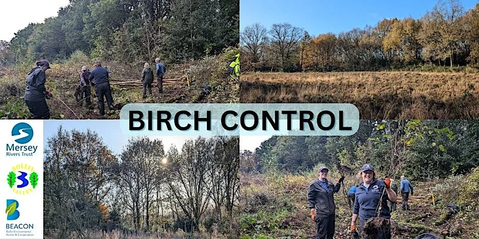 Coppicing and dead Hedging at Lindow Common at Lindow Common (SSSI & LNR) car park