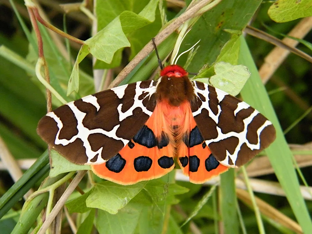 NWT Hickling Broad - Moth and butterfly walk (22 July) at NWT Hickling Broad and Marshes