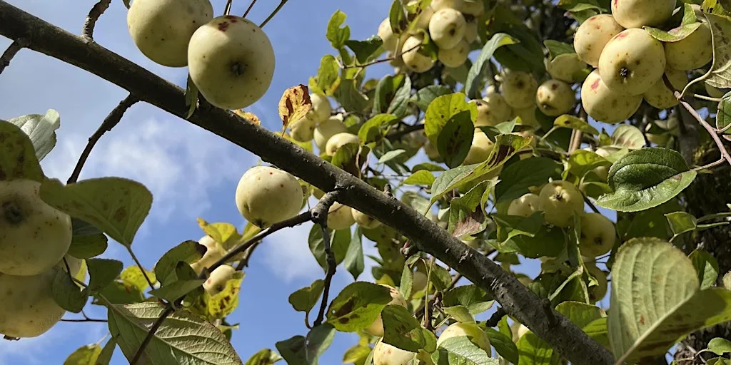 Writing the Seasons: Autumn at Kingcombe Visitor Centre