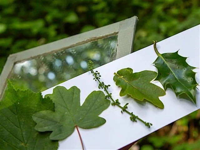 Forest School Networking Day, Friston Forest (100237045)