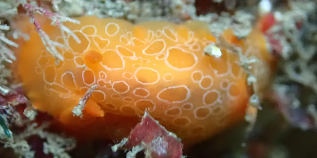 Adults Rockpool Safari at Wembury Marine Centre
