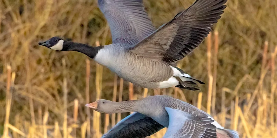 Wildlife Photography for Beginners at North Cave Wetlands at North Cave Wetlands