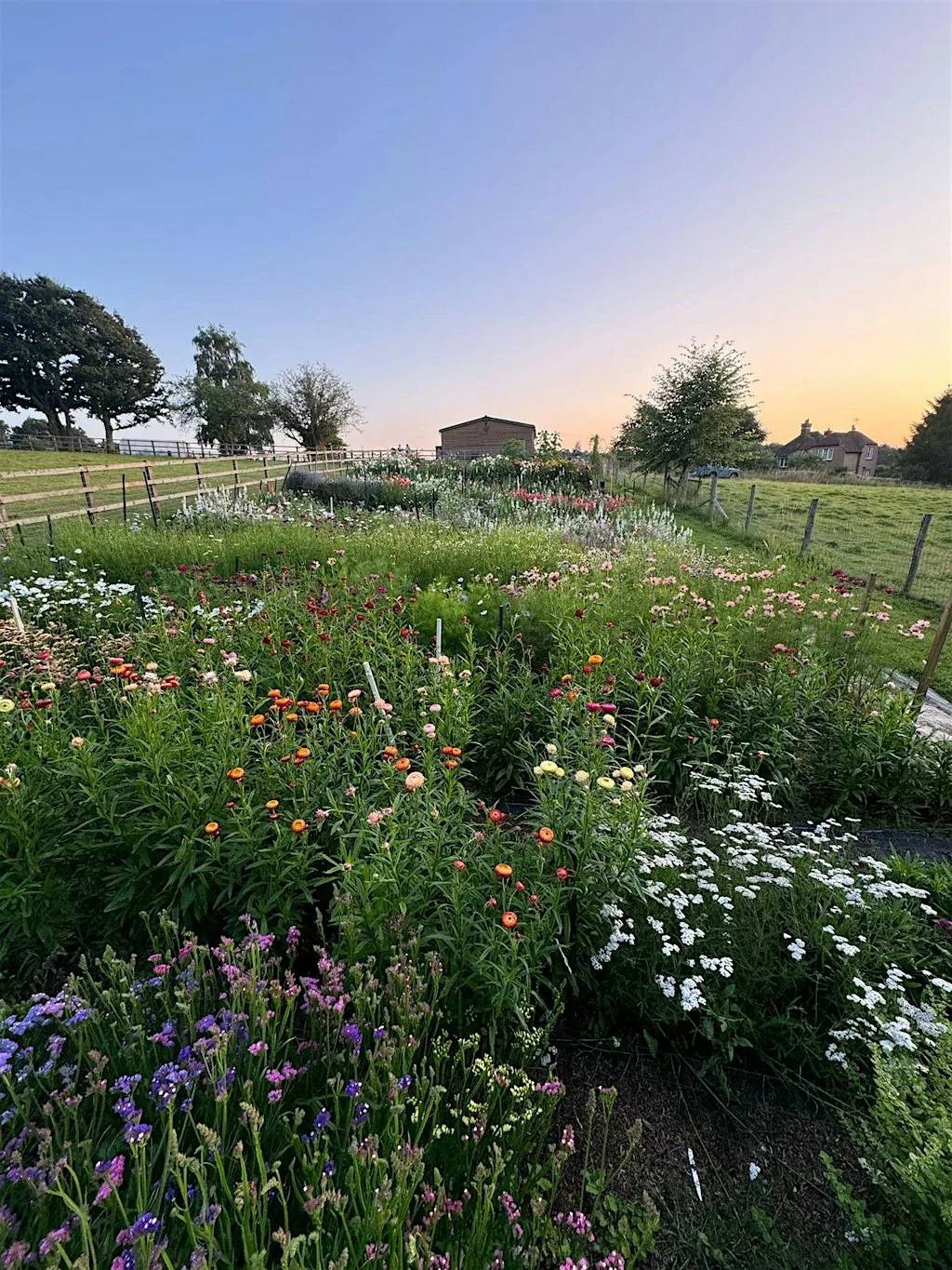 Pick Your Own Flowers at Hydestile, GU8