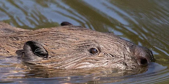 Cornwall Beaver Project Guided Walk - Individuals and Families at Woodland Valley Farm