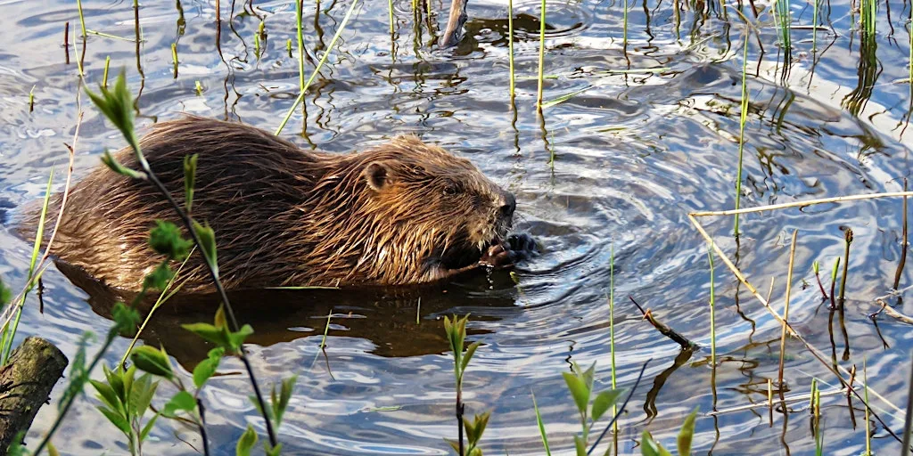 Beaver Watch at Scottish Wildlife Trust - Loch of the Lowes Visitor Centre & Wildlife Reserve