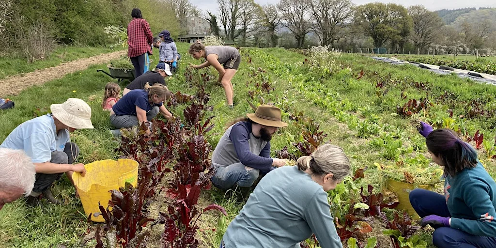 Teign Greens August Volunteer Morning! at Oxen Park Farm