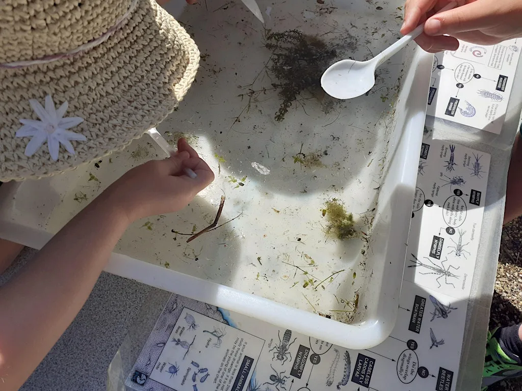 Wild Summer: Whisby - Pond Dipping at Whisby Education Centre
