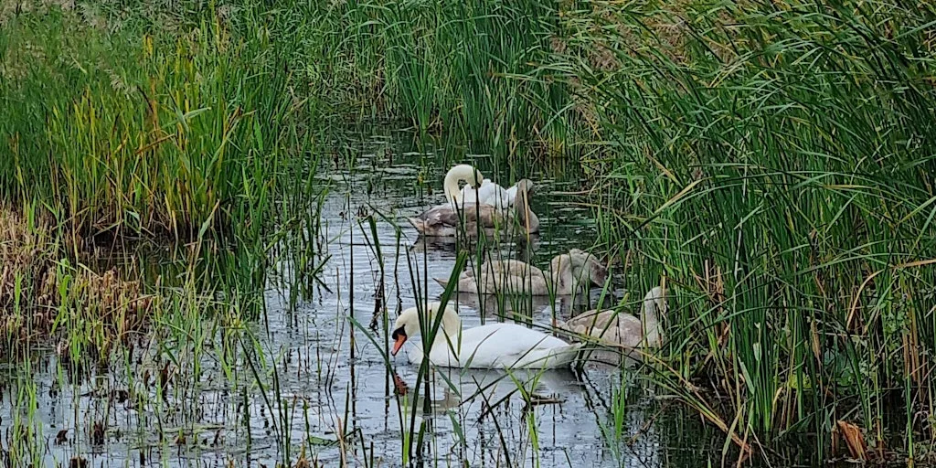 Somerset Coast Walk - Day 6: Steart to Bridgwater at Stert Drove
