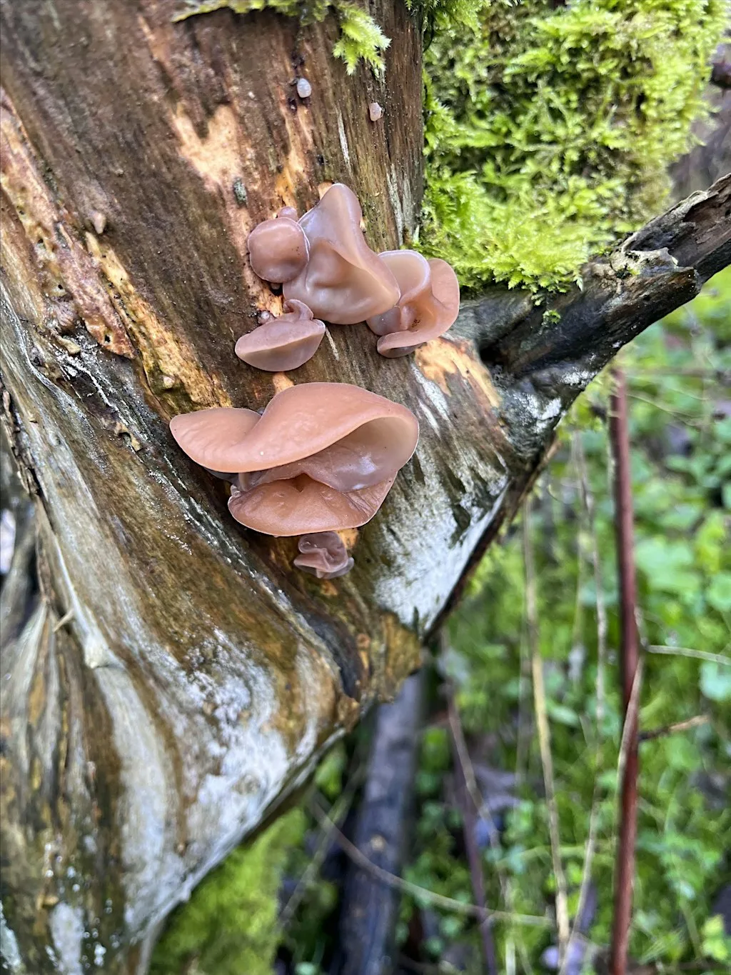 Know Your Fungi