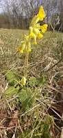 Plant 4 the Duke of Burgundy Butterfly @ Wardscoombe, Dagnall with BCUTB