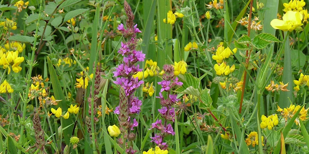 Summer Wildflower Walk at Stover Country Park