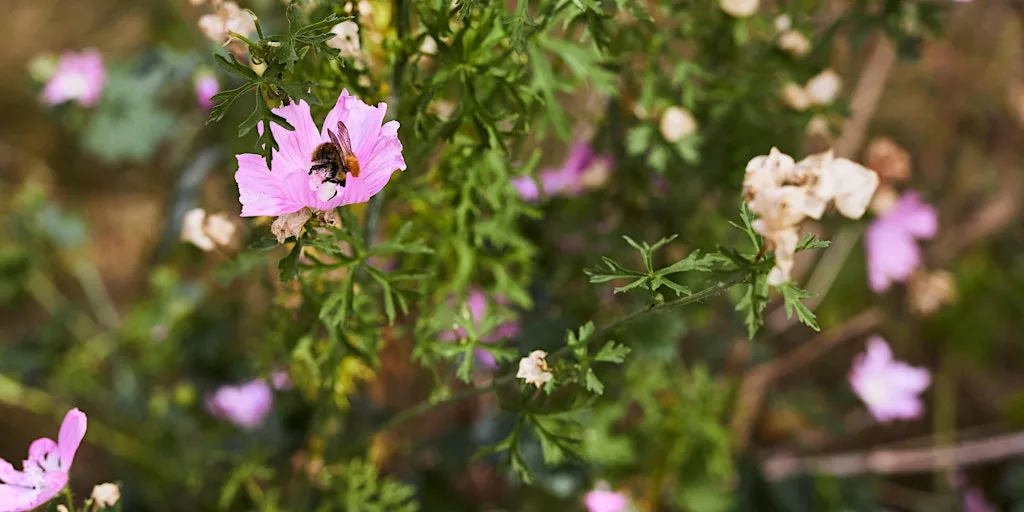 Gardening for Wildlife at National Trust - Castlefield Viaduct