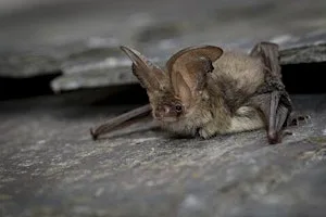 Guided Bat Walk at The Wildgrounds, Gosport at Wildgrounds Nature Reserve