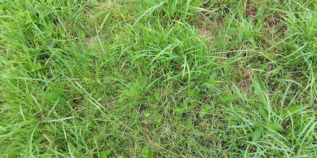 Vegetative grass identification course (Devon) at Chudleigh Town Hall