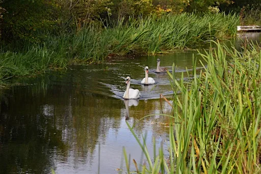Wildlife Walk & Craft Session at Foxton Locks