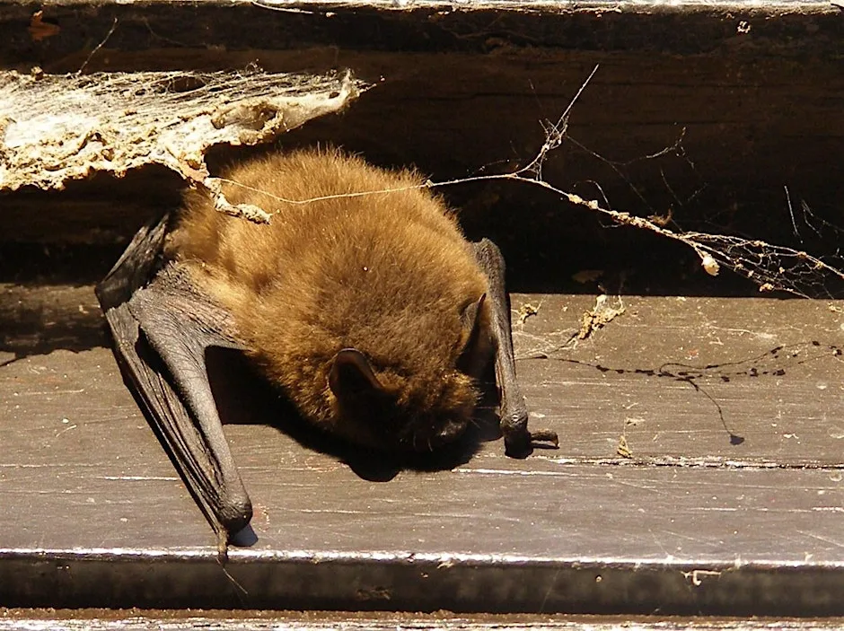 Wildlife Watch - Bats (Family event) at Norfolk Wildlife Trust Hickling Visitor Centre