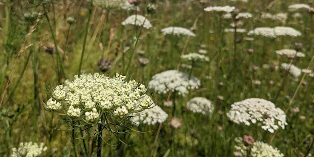 Rescheduled seasonal stroll(Cambourne): summer wildflowers at Cambourne Nature Reserve Car Park