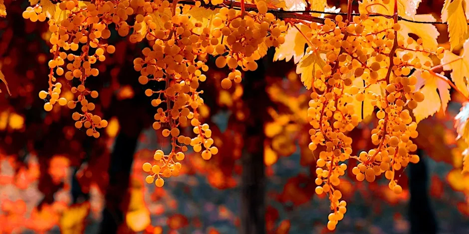 Seend Wine Circle Autumn Tasting