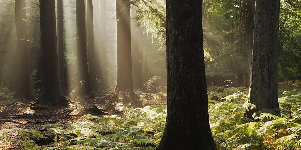 Bedfords family forest bathing at Bedfords Park Nature Discovery Centre