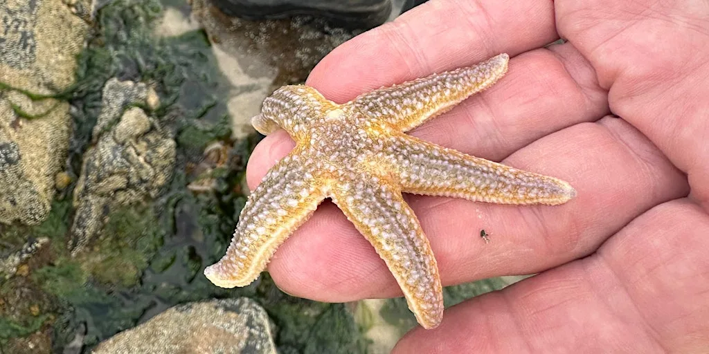 Torry Summer BioBlitz: Sunset Rock Pooling