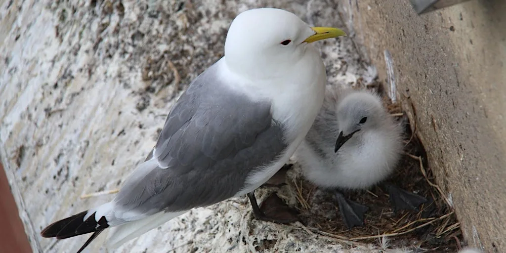 Kittiwake Talks