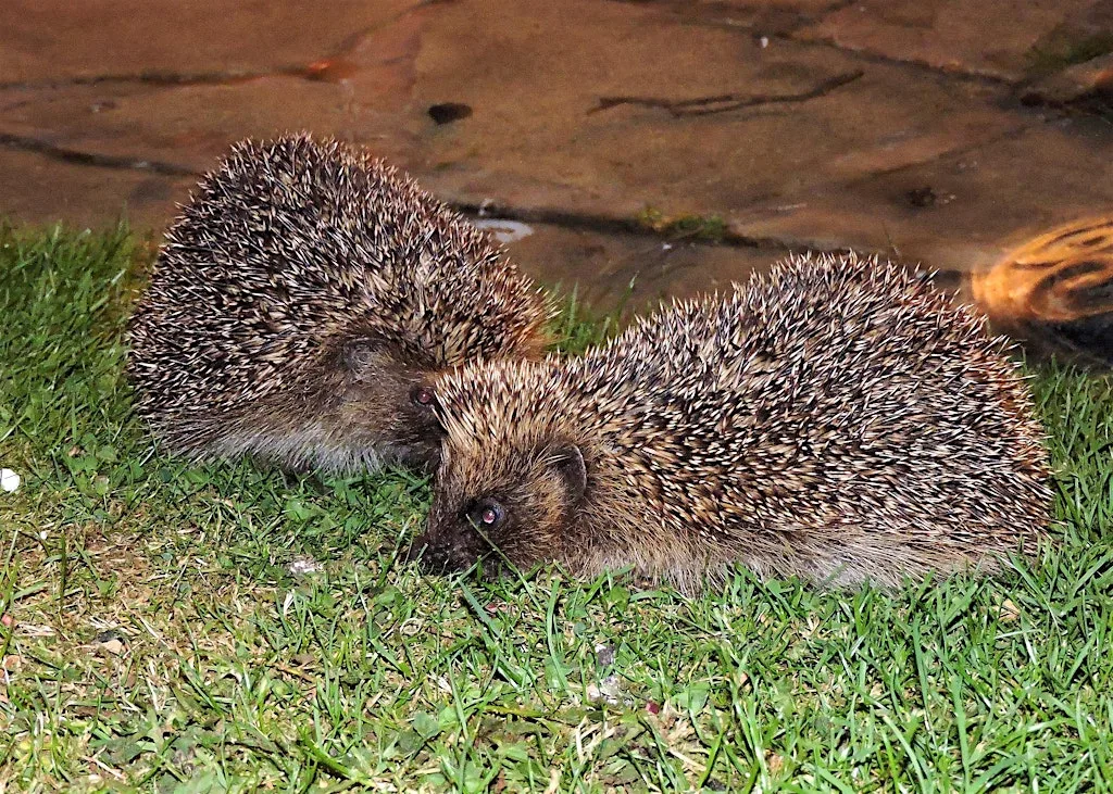 Wilder Communities - Hedgehogs and how to help these prickly customers at Aylsham Town Hall
