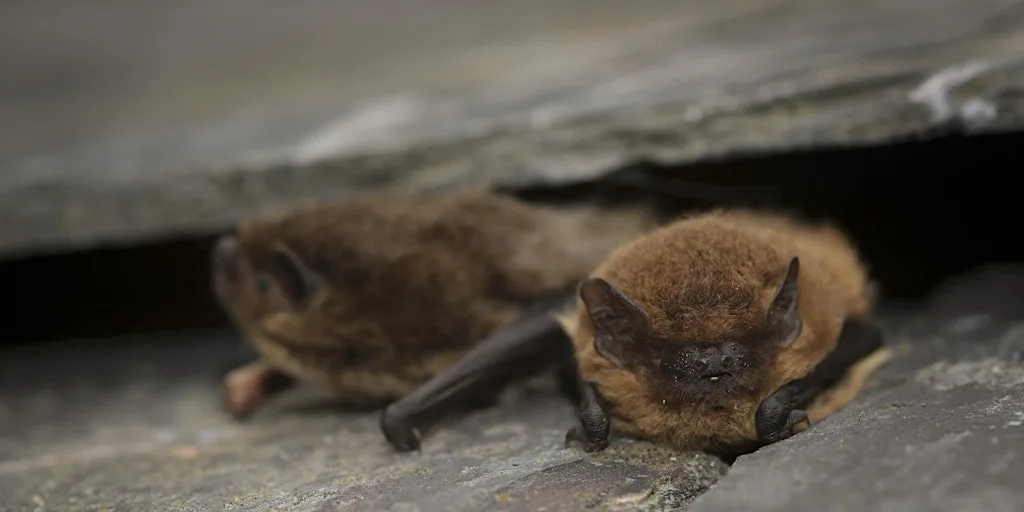 Brockholes Adults Only Bat Walk - Thursday 3rd September at Brockholes Nature Reserve