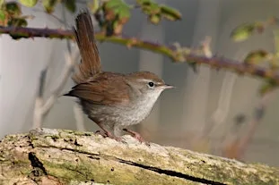 NWT Thorpe Marshes guided walk (14 October) at Thorpe Marshes