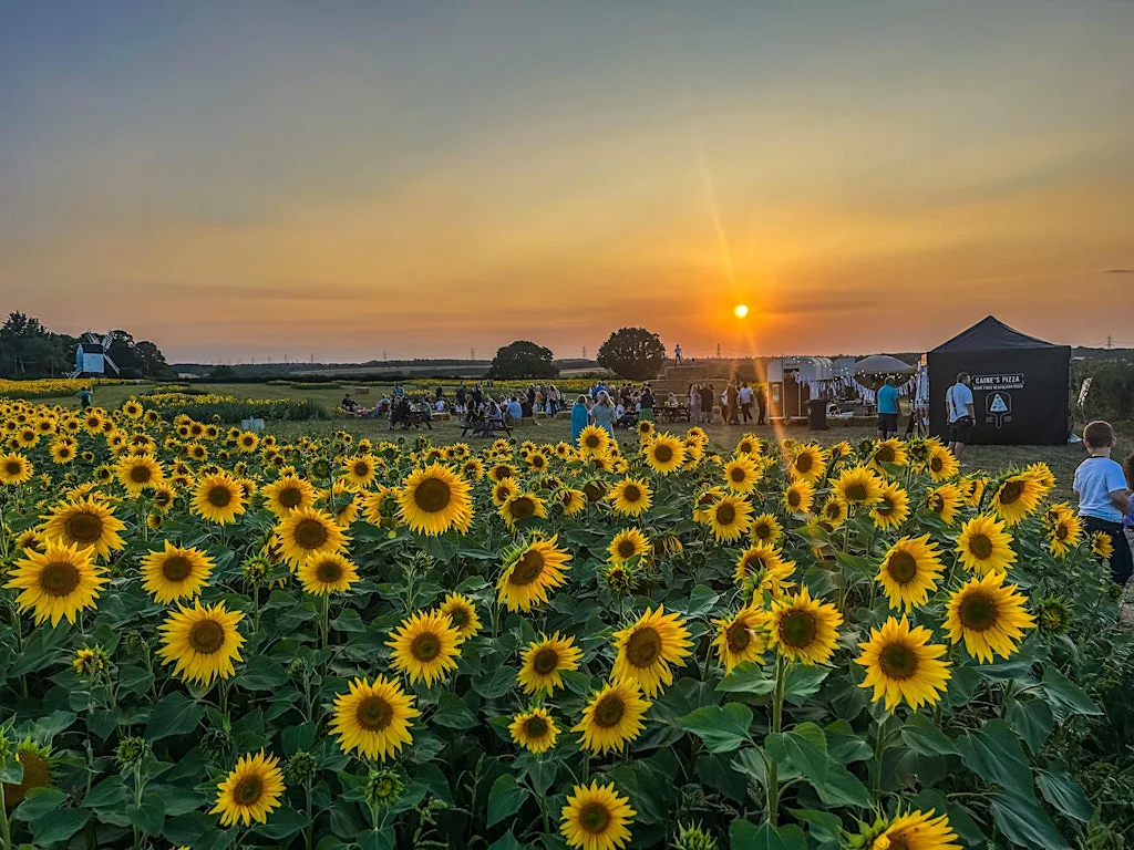 Sundowners at the Sunflowers 8th August at Harestreet Farm PYO Sunflower Patch