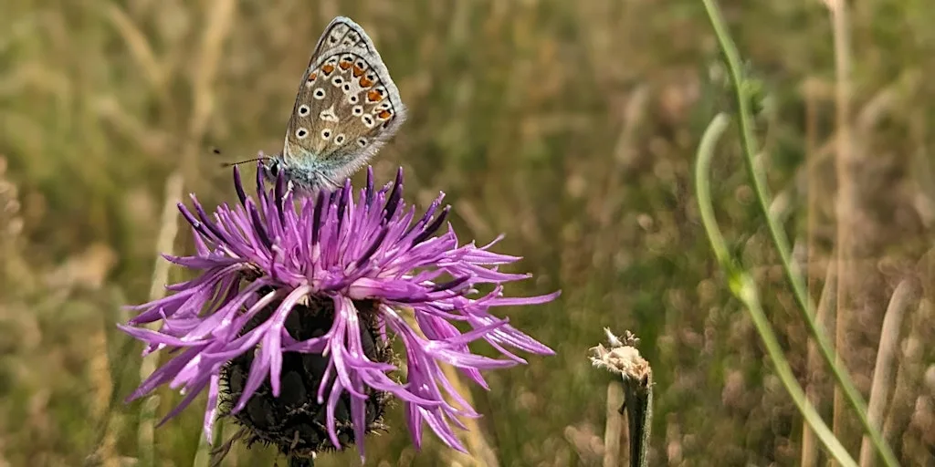 Seasonal stroll: butterflies (Trumpington Meadows Nature Reserve) at (Outside) Trumpington Meadows Primary School