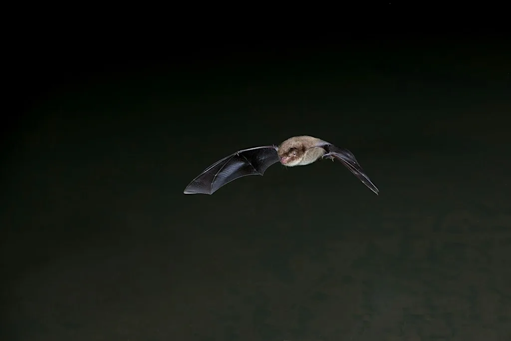 Bat Walk at Walthamstow Wetlands at Walthamstow Wetlands