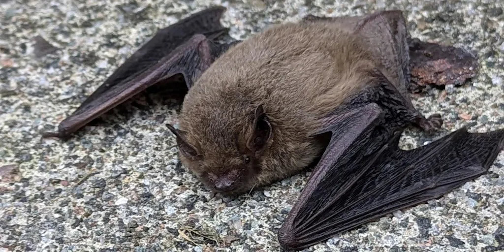 SCDT Campsie gems: bat walk and talk by Loch Lomond Bat Group