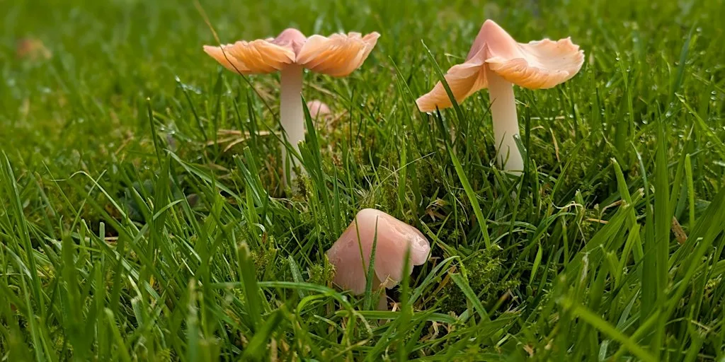 SCDT Campsie gems: heritage in colour, grassland fungi by Mirte Greve at Strathblane Library Community Rooms