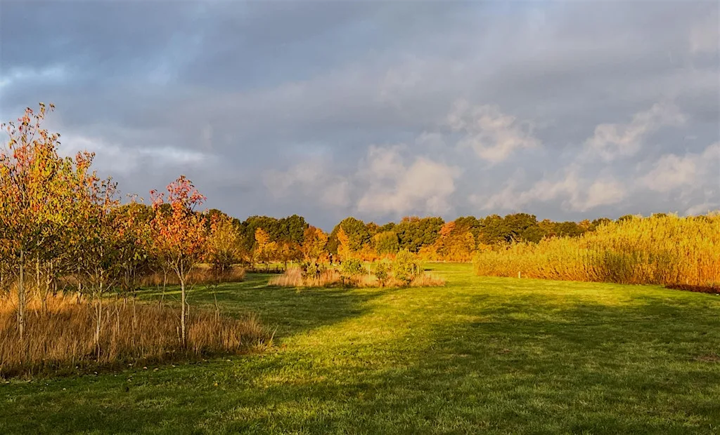 Autumn colour walk at Heartwood Arboretum at Heartwood Native Tree Arboretum