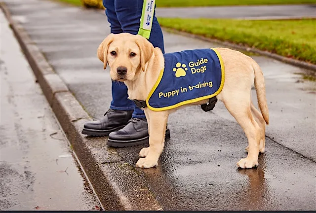 Bearsden Library Talks: Paws With A Purpose at Bearsden Library and Community Hub