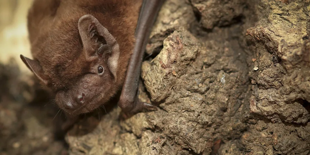 Family Bat Night (4+) at Brandon Marsh Nature Reserve