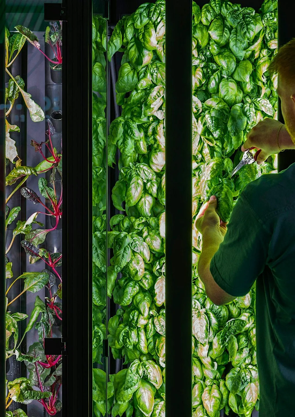 Community Harvest at The Orangery (Hydroponic Farming) at The Orangery