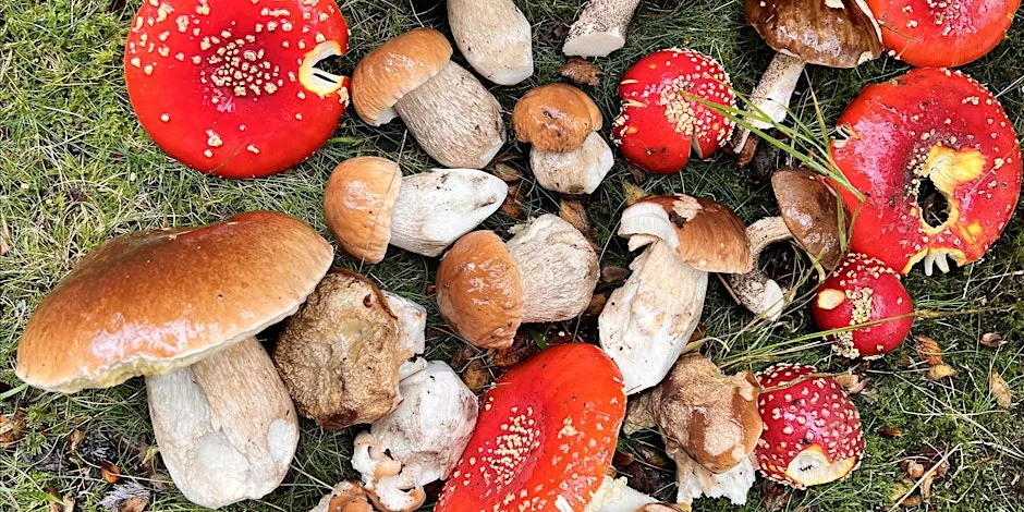 Awakening the Wild: Autumn Foraging with Wild Food Wisdom at Burroughs Wood