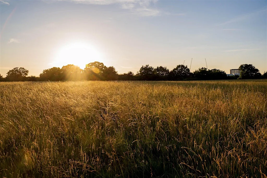 Tolworth Court Farm Rewilding Day at Wild Tolworth Meeting Point