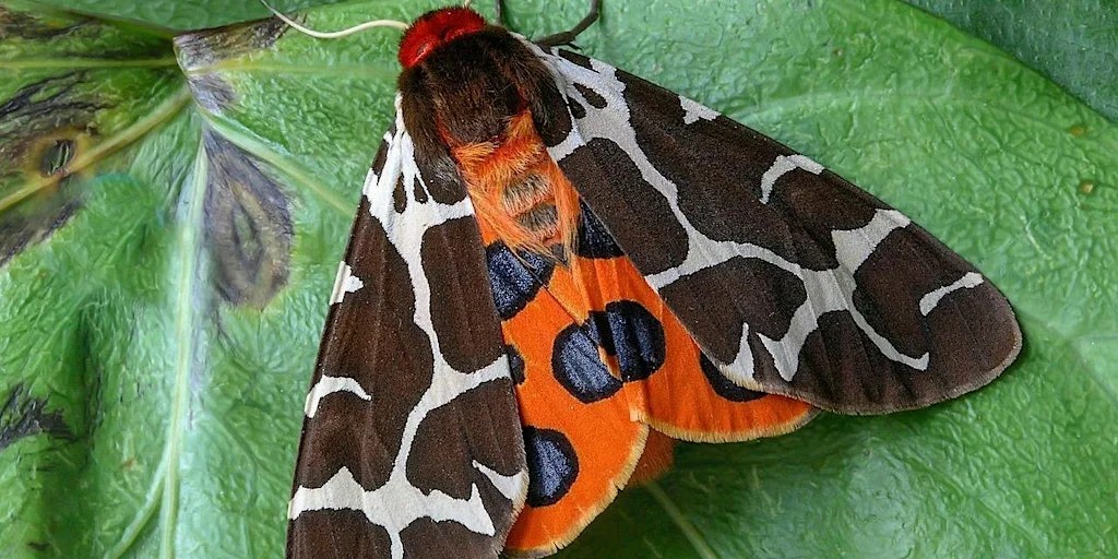 Moth Evening with the Norfolk Moth Group at Wheatfen at Wheatfen Nature Reserve
