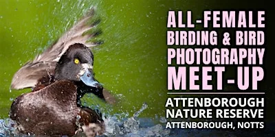 All-Female Birding & Bird Photography Morning at Attenborough Nature Reserve