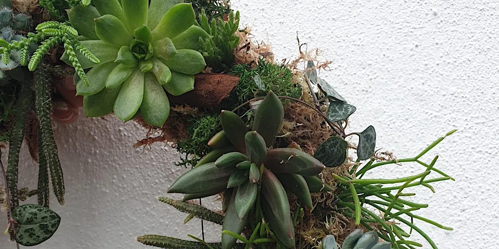 Living wreath making with succulents at 91 Trafalgar St