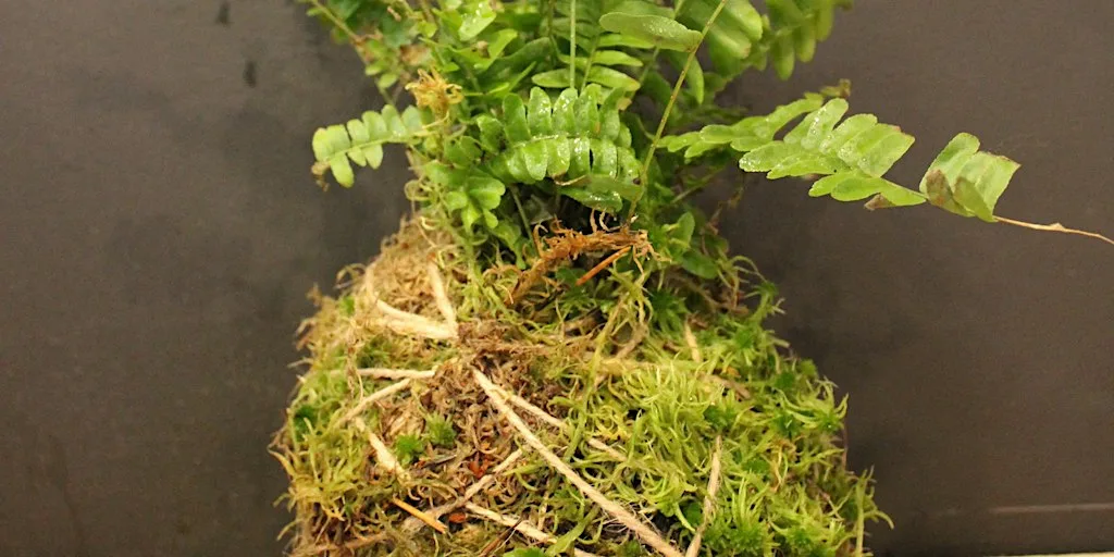 Kokedama workshop - the art of mossballs at 91 Trafalgar St