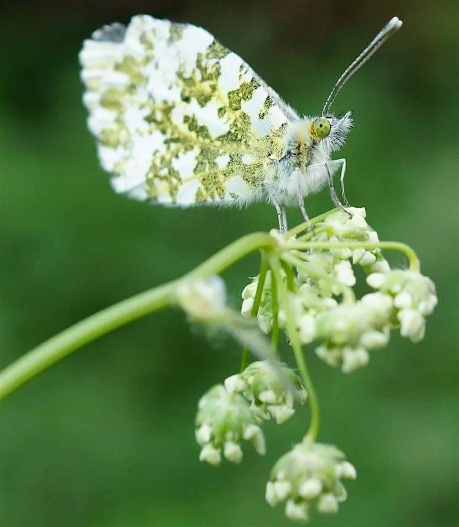 Home Education 7-10yrs: Macro Photography Workshop at Waterloo Park