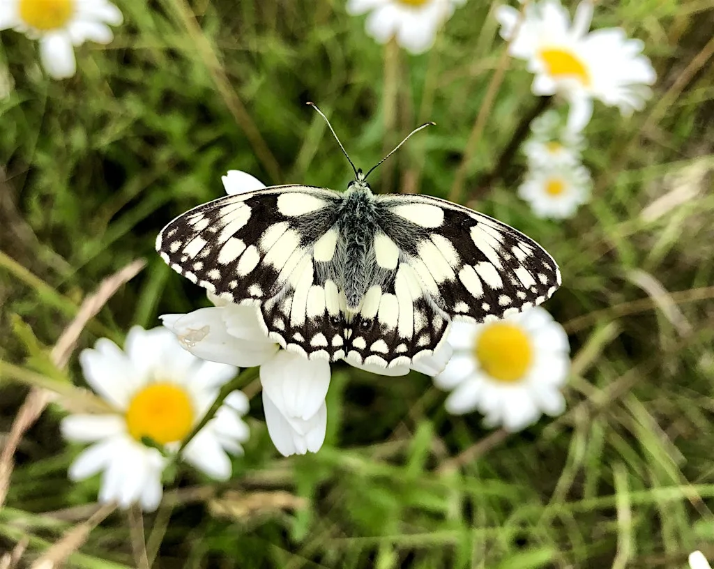 Butterfly Walk & Minibeast Hunt - Prince Philip Park