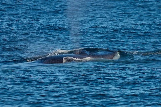 Whale Watching Tours at Premier Falmouth Marina & Boatyard