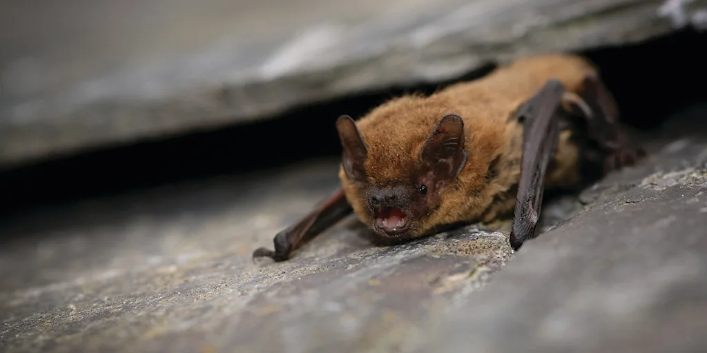 Spurn Bat Walk at Spurn Discovery Centre