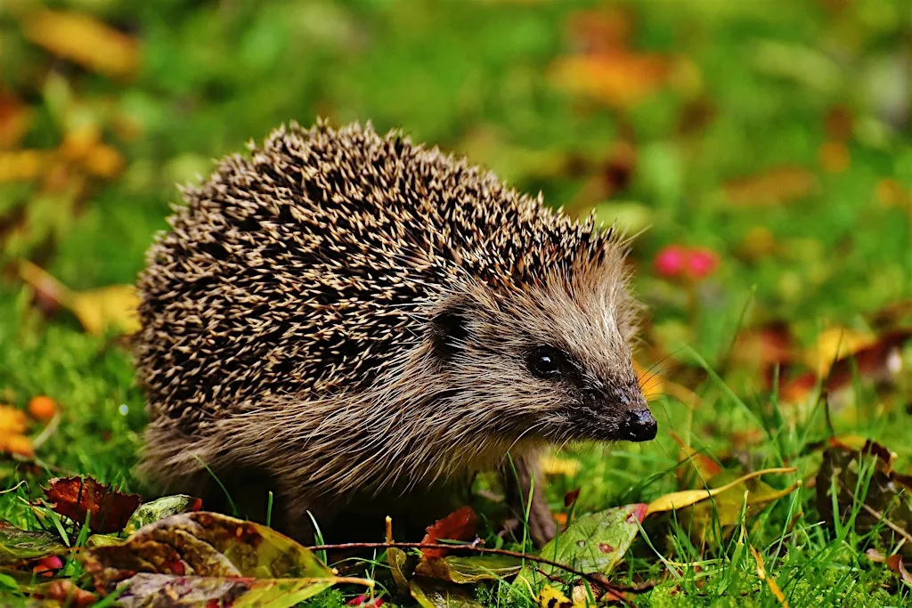 Nature Tots - Crickley Hill - A day in the life of Mr. Spike at Crickley Hill Country Park