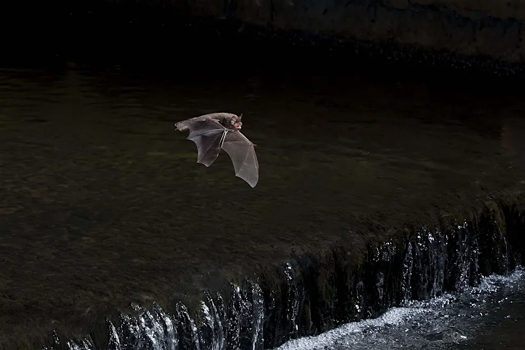 Bat Walk at Stanborough Park at Stanborough Park South