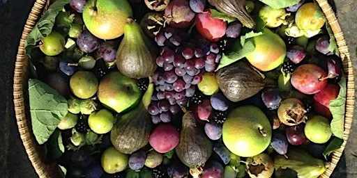 Autumnal Fruits at Halstead Hill Farm - Morning at Halstead Hill Farm